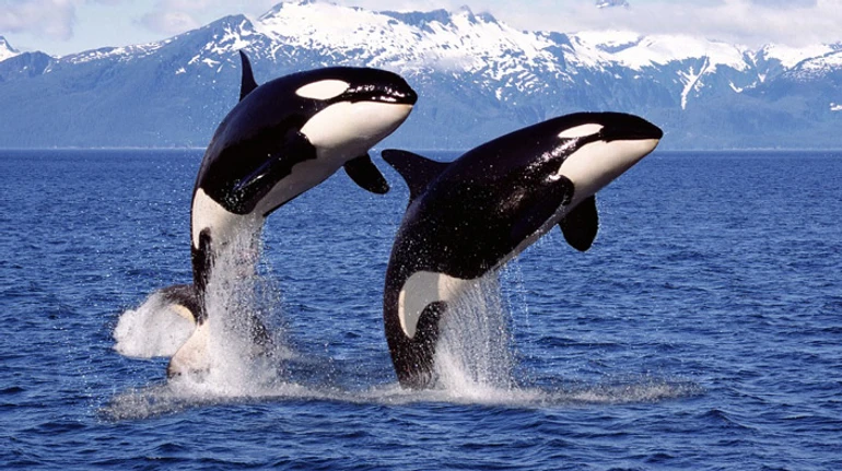 Яку ціну платять косатки-матері за те, що все життя допомагають своїм синам – з'ясували науковці