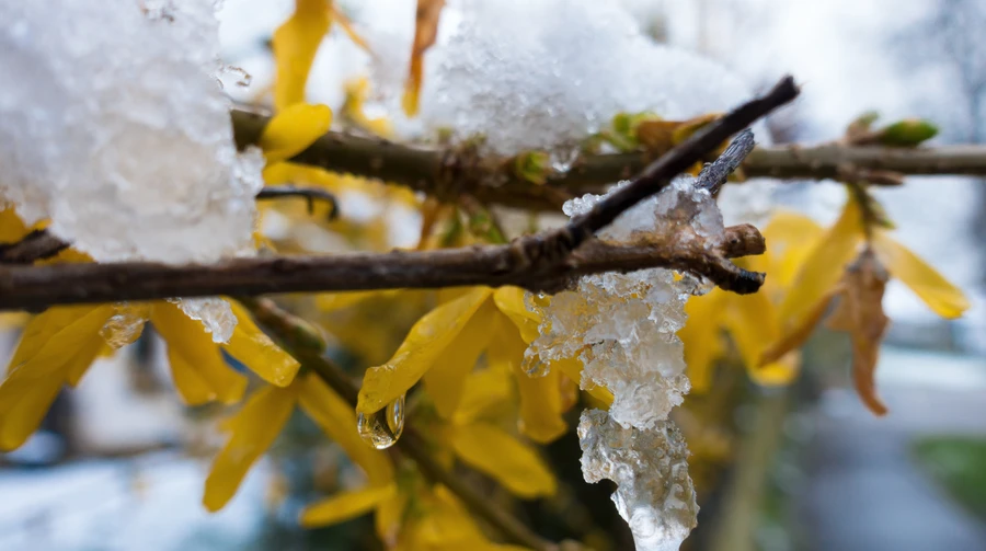 Дощі і заморозки затримаються в Україні щонайменше до кінця тижня