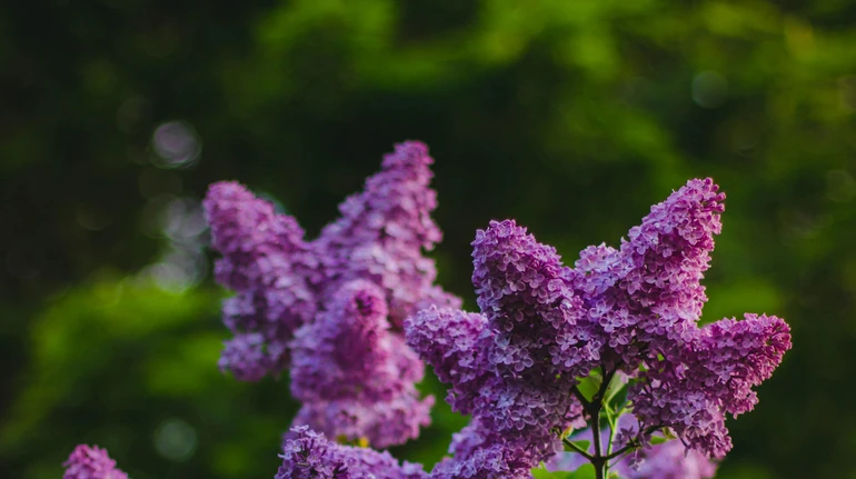 Травень прийде з прохолодою, вночі ще подекуди буде мінус