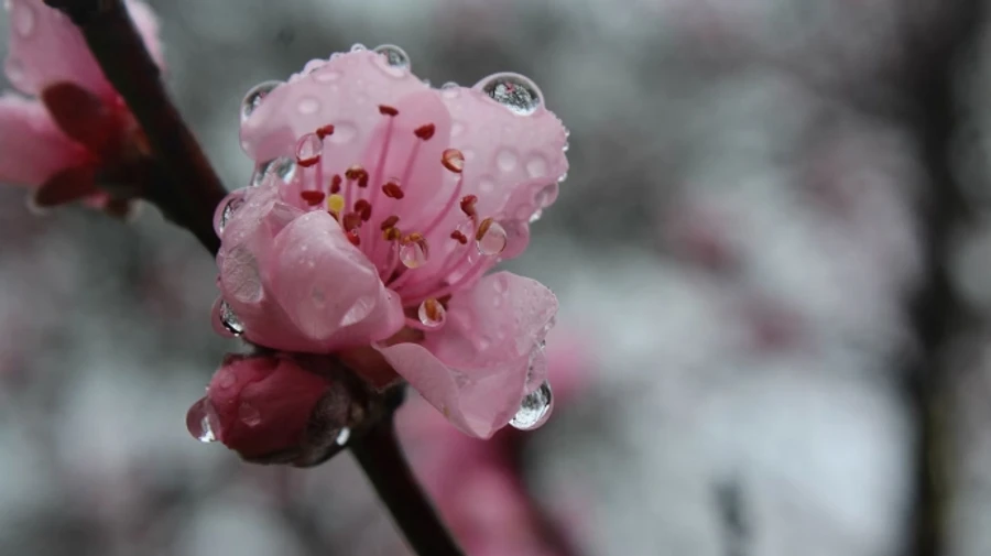 В Украине будет дождливо, в Карпатах прогнозируют мокрый снег и мороз