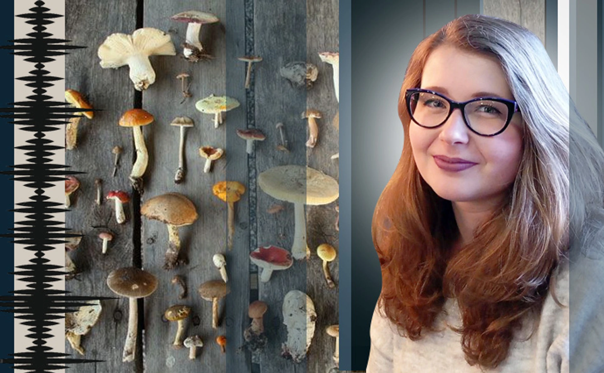 Екошкіра, будматеріали та препарати від смертельних хвороб: чи достатньо ми знаємо про світ грибів