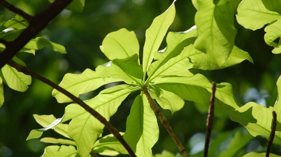 Украину окутает переменная облачность – дождь будет идти только на западе