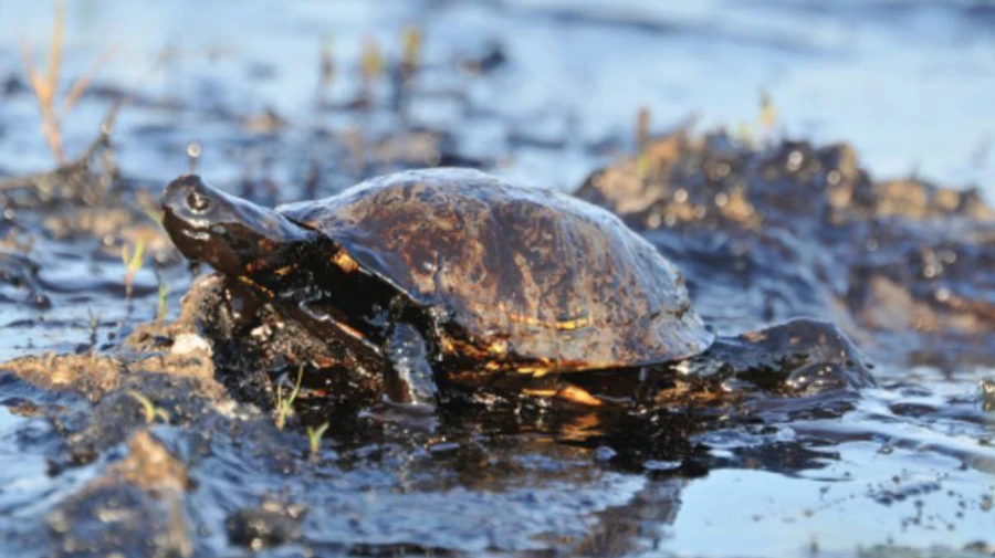 У США через корозію із труби витекло понад 1,1 мільйона літрів дизпалива