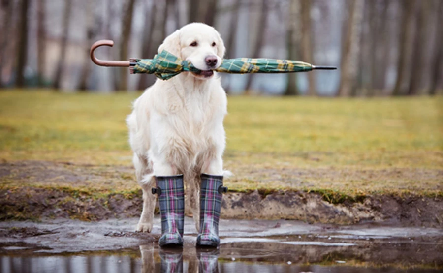 Погода на выходные: синоптики сделали грустный прогноз