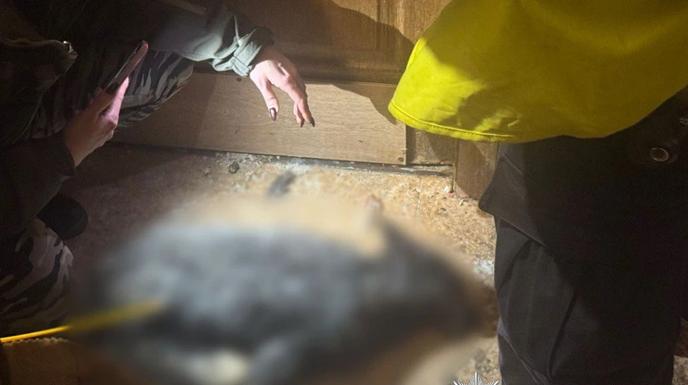 Напад дикого вовка на власницю в Києві: у квартири жінки поліціянти виявили труп лисиці