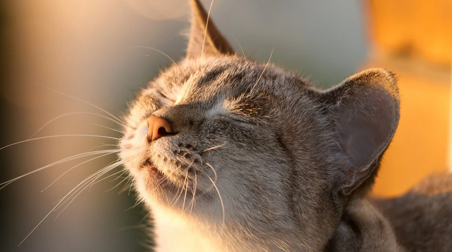 Весна вступає у свої права: синоптики прогнозують до 15 тепла по всій Україні