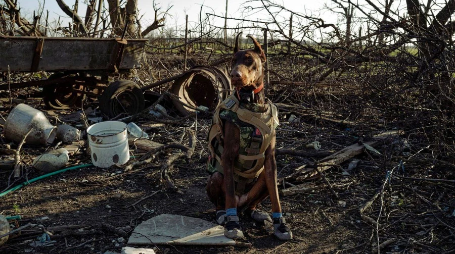 Her whole life was a search: remembering Hanna, a rescue dog who helped find over 170 people – photos