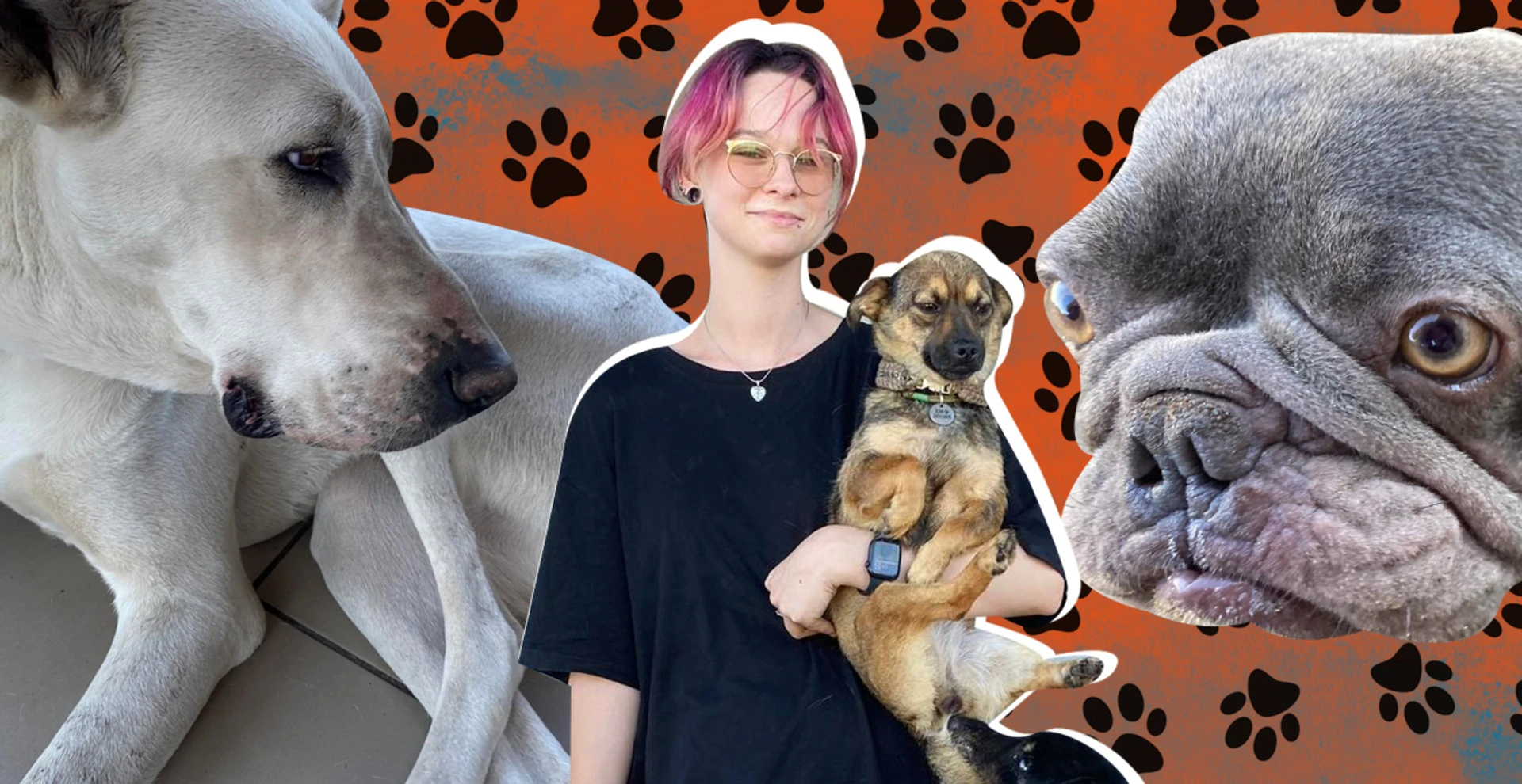 Broken skull, knocked-out teeth and torn off tail: how volunteer Anastasia Tykha from Irpin saves injured animals