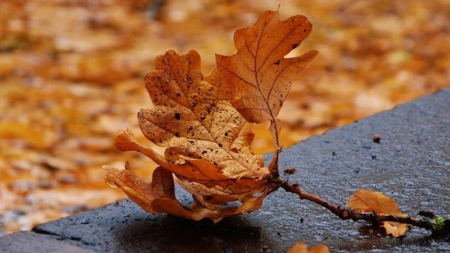 Ноябрь 2020 стал вторым самым горячим за 140 лет