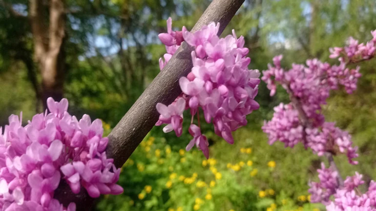 Звичні та екзотичні. Як добре ви знаєте весняні квіти? ТЕСТ