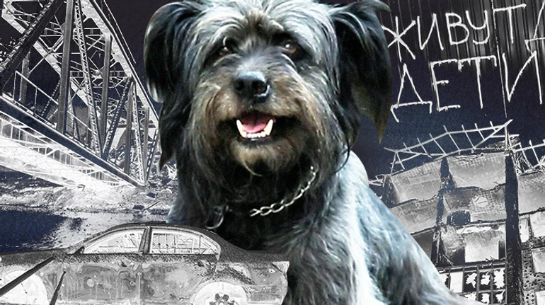 Buckwheat with the taste of death. Four weeks of the occupation of Irpin through the eyes of Kuzia the shaggy dog