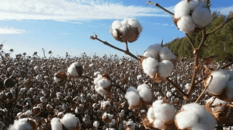 Порох для снарядов начинается с хлопка. Как Украина осваивает оборонную агрокультуру