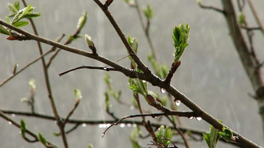 На вихідних в Україні пройдуть дощі
