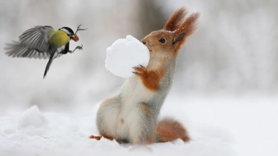 Синоптики попередили про снігопади й похолодання