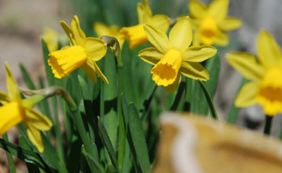 На вихідних ночі ще будуть з морозцем, справжнє тепло чекаємо на Благовіщення