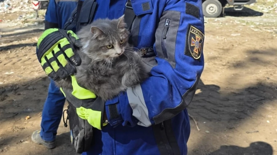 Two more cats rescued from destroyed apartment block in Kyiv after spending nearly 24 hours under rubble – photos