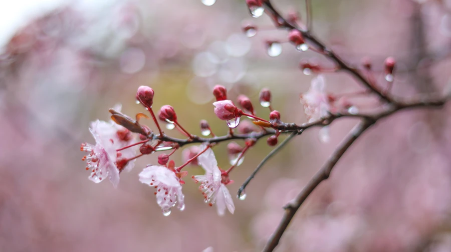 По всій країні дощитиме, але буде тепло