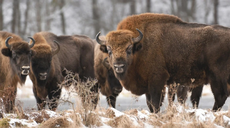 Не бизон и не зуброн: что вы знаете о рогатом великане, который живет в Украине? ТЕСТ