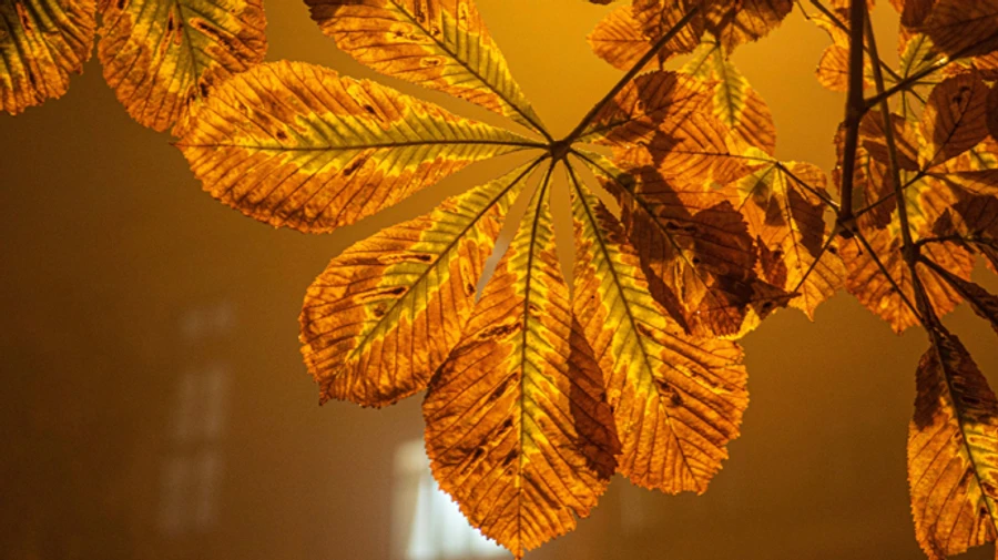 У Київ нарешті прийшла метеорологічна осінь: пізніше, ніж зазвичай