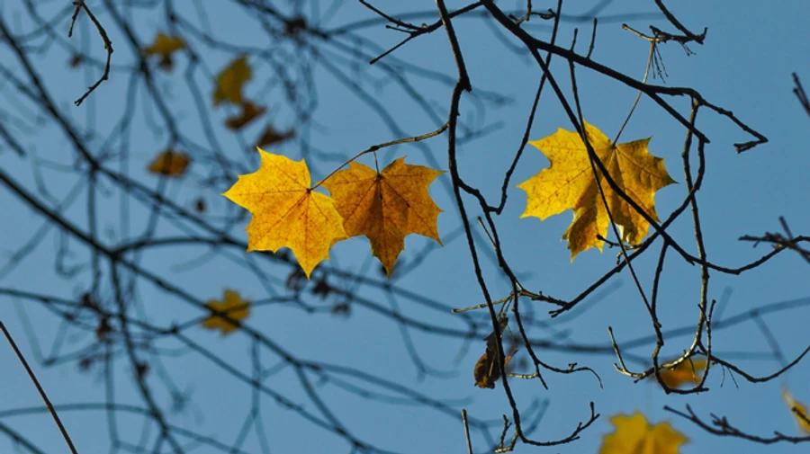 Синоптики розповіли, якою буде погода у жовтні 