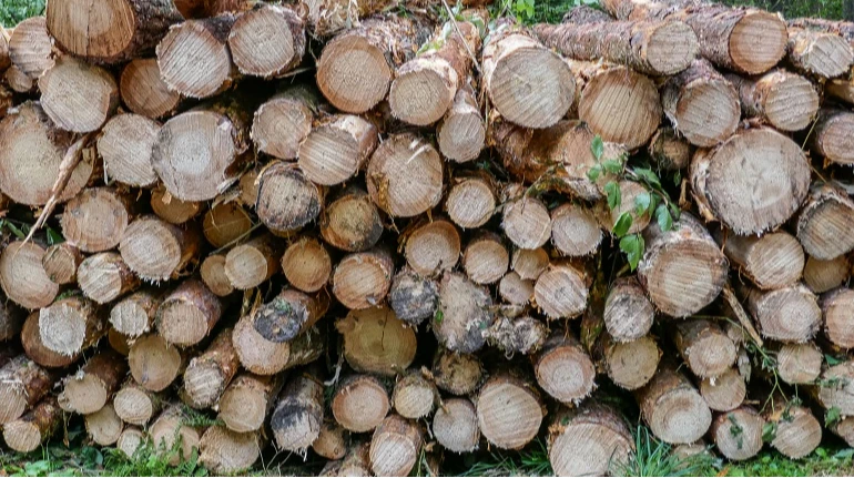 Лісова галузь України отримала рекордний прибуток у 2025 році