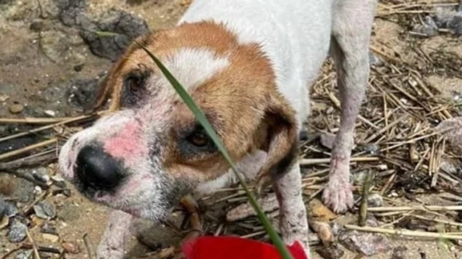 Dog from flooded Kherson Oblast floats to Odesa on boards: how to help animal