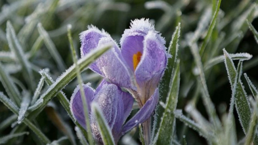 Синоптики попередили про сильні заморозки 