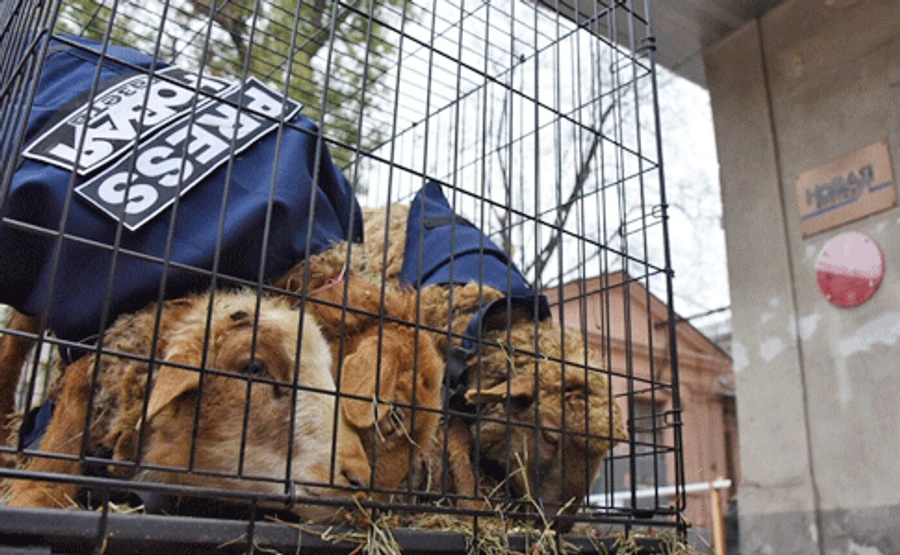 У РФ до редакції Новой газеты привезли клітки з вівцями