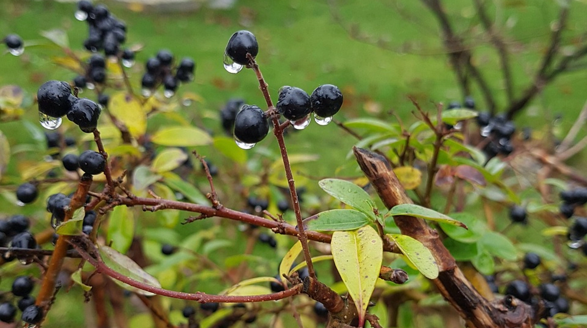 В среду в Украине местами будет дождливо, в дальнейшем – без осадков