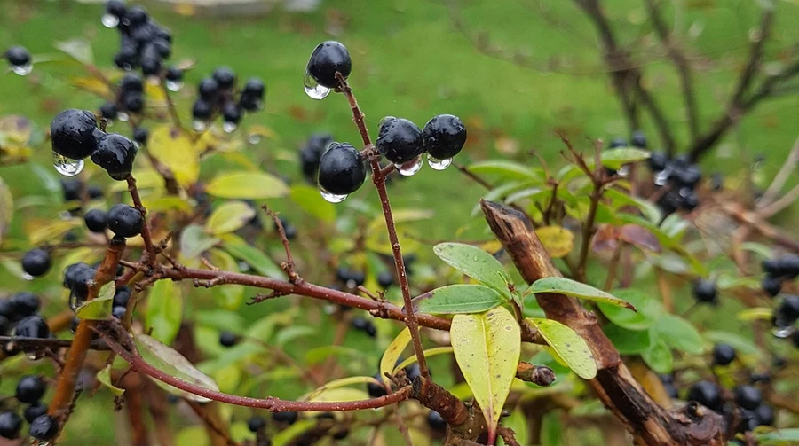 On Wednesday, it will rain in some places in Ukraine, in the future - no precipitation