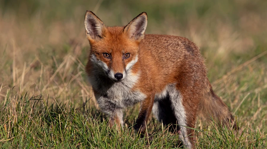 Львовская ОВА объяснила, почему в регионе будут отстреливать диких животных