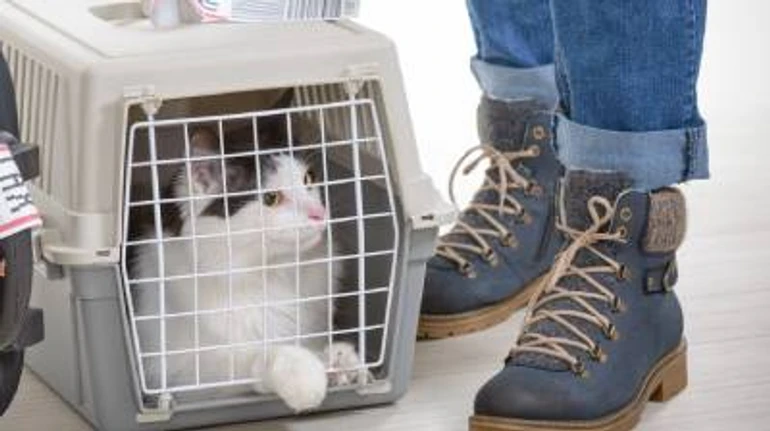 Як евакуюватися з домашніми тваринами: тривожна валізка, документи, перебування в бомбосховищі