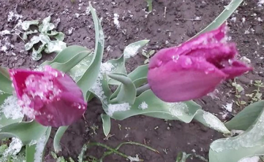 Найближчі ночі будуть холодними, вдень до +22°