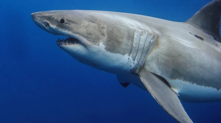 Великі білі акули опинилися на межі зникнення в Середземному морі: цьогоріч убили 40 із них