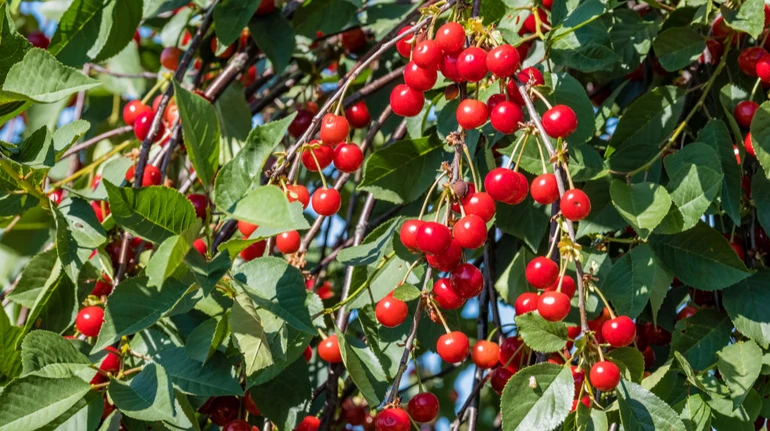 Україна відкрила новий ринок збуту – зможе експортувати саджанці до ЄС
