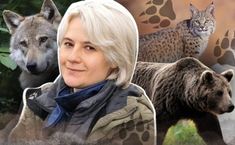 Действительно ли на Полесье возвращается самый большой хищник Европы и как волки и рыси переживают войну