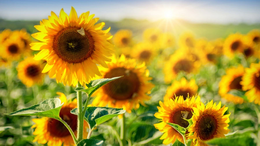 В Україні буде сухо і спекотно