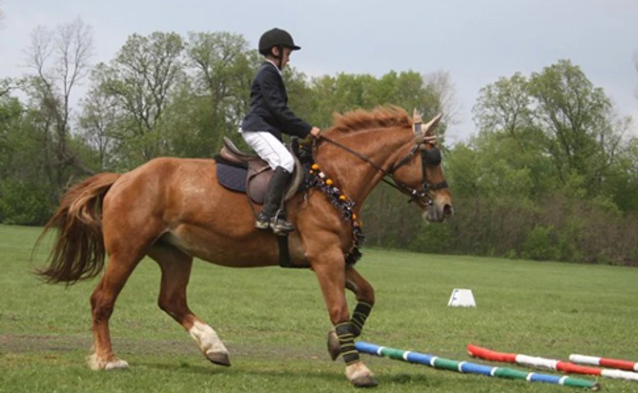 Аудит государственного коневодства: потеря земли и миллионные убытки