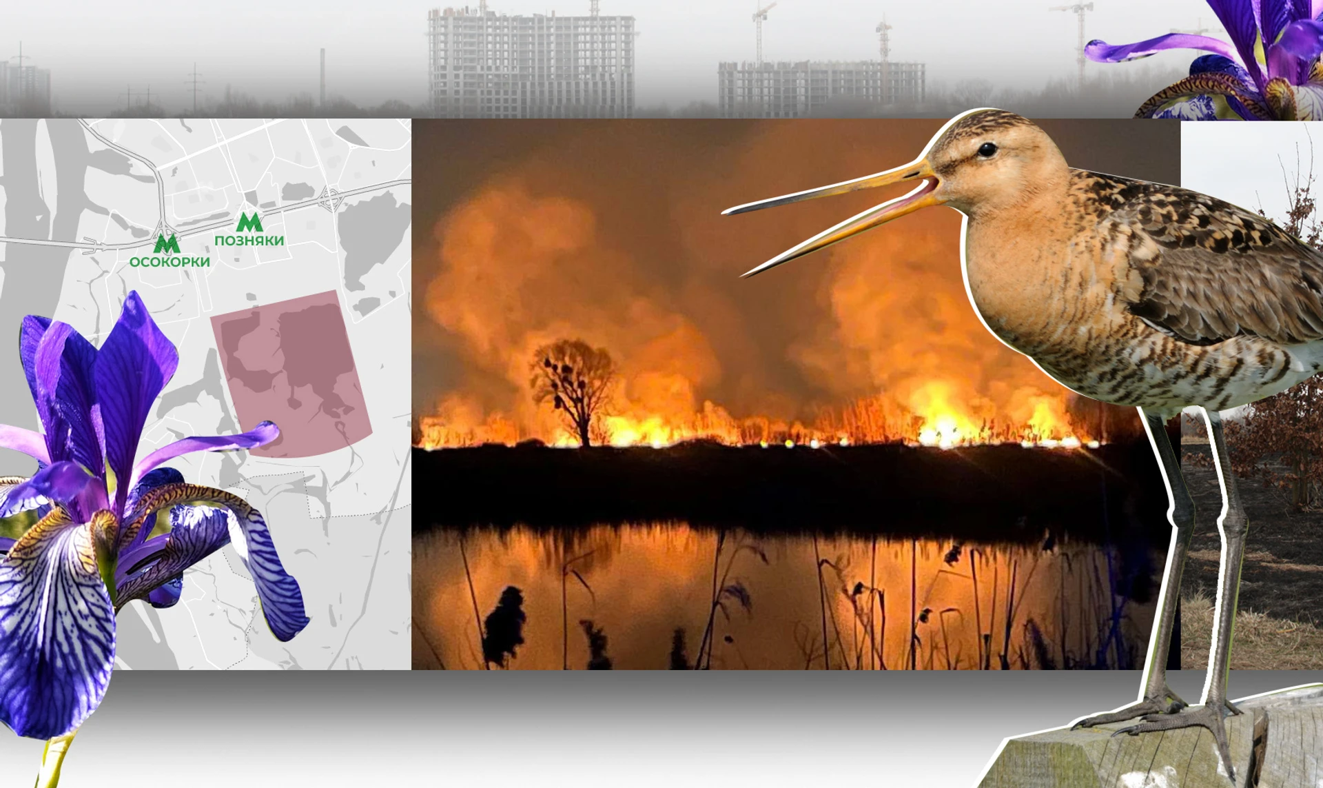 The burning of Osokorky: Why Kyiv residents are fighting for a patch of wilderness on the outskirts of the capital