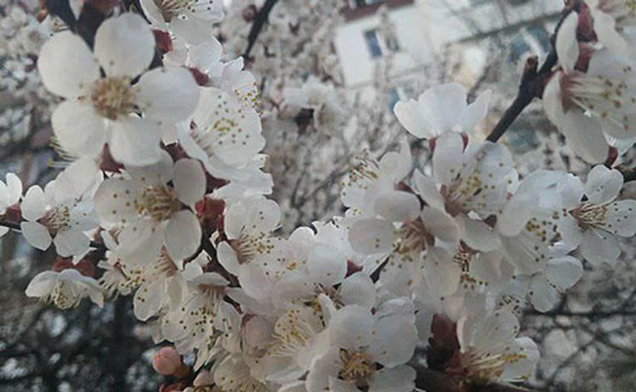 В Украине будет солнечно и тепло, а под конец недели – дождь