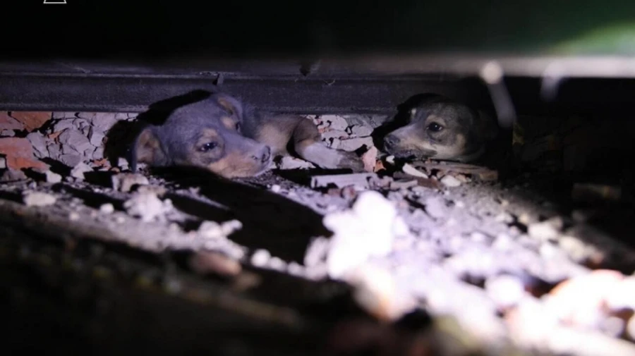Emergency workers retrieve two dogs from under rubble in Poltava Oblast after Russian attack – video, photos