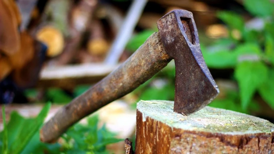 6 років за 48 акацій: суд відправив до в’язниці чорного лісоруба