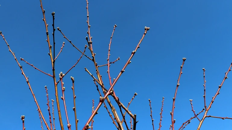На вихідних буде тепло і без опадів