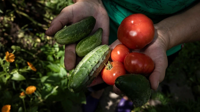 На ринку України дешевшають тепличні огірки та помідори