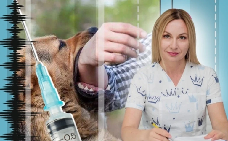 Случаи бешенства в Украине участились. Все, что нужно знать о болезни со 100% смертностью