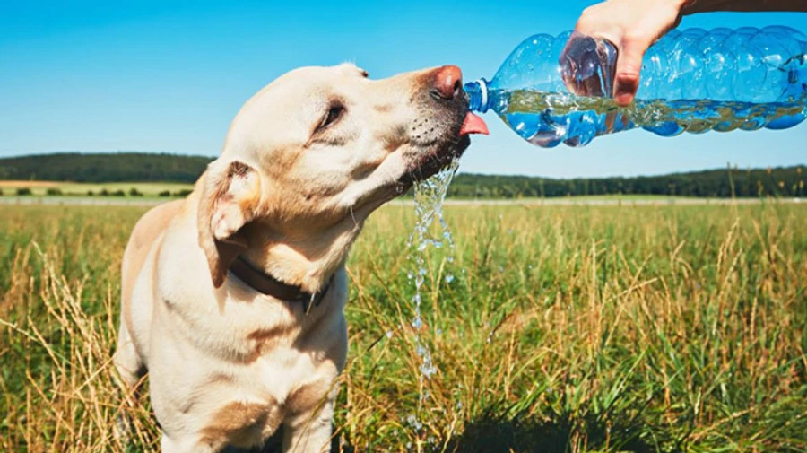 В четверг Украину прожарит до 35 градусов тепла