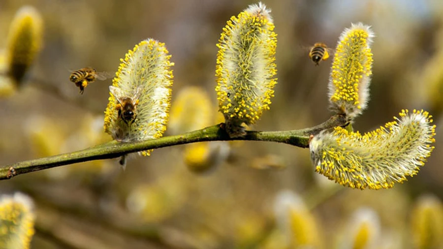 В Україні буде тепло, місцями дощі 