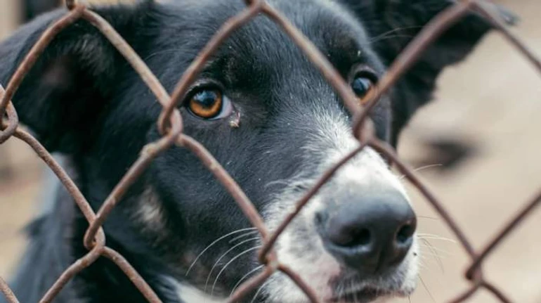 Катували працівника, застрелили собаку: як Гостомельський притулок для тварин пережив російську окупацію