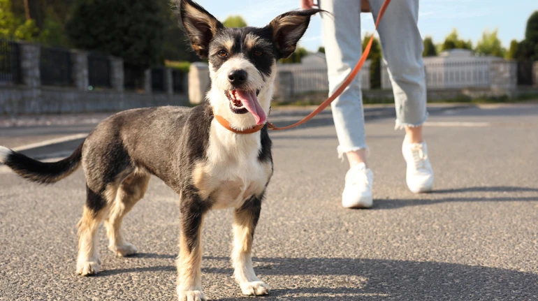 Свириденко ответила на петицию об усилении ответственности за жестокое обращение с животными