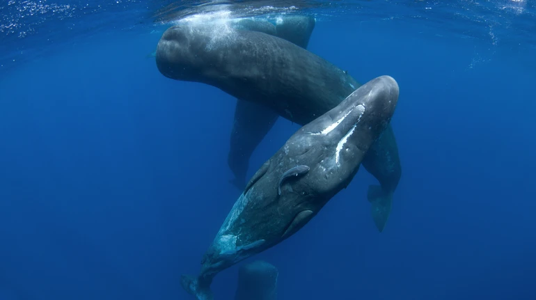 Алфавіт у кашалотів? Вчені знайшли нові подібності між звуками китів та мовленням людей